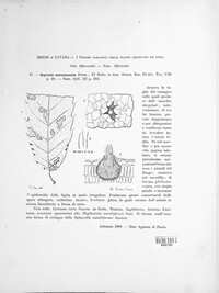 Septoria castaneicola image